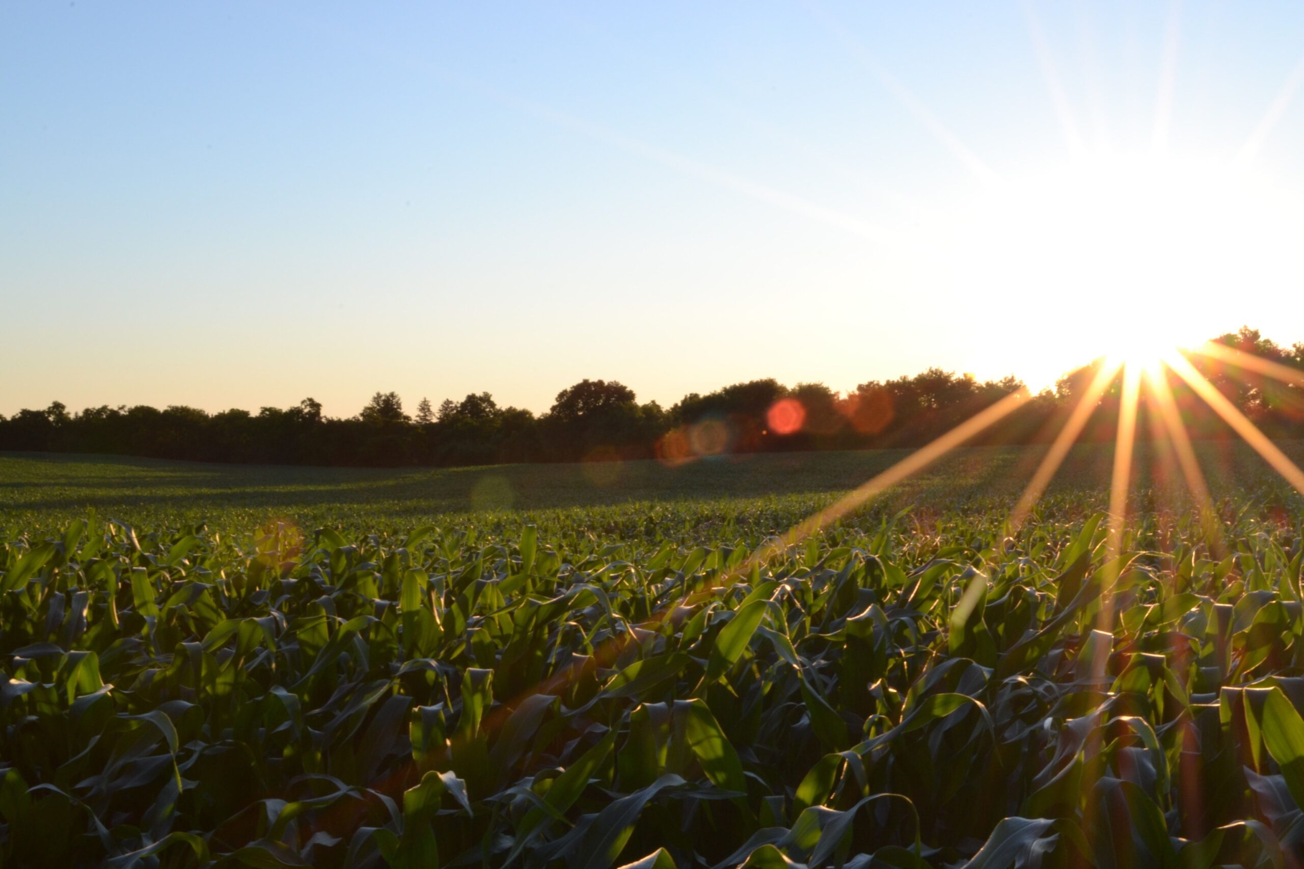 A bright sun illuminates a lush corn field, casting vibrant shadows and enhancing the golden hues of the crops.